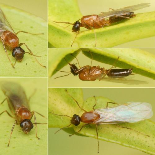Réf. 232 491 : Colobopsis truncata